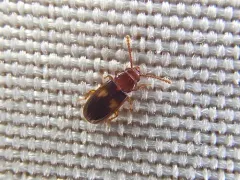 Square-spotted Flat Bark Beetle thumbnail 4