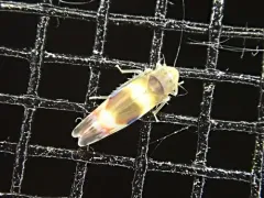 Grapevine Leafhopper thumbnail 3