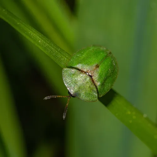 Thistle Tortoise Beetle