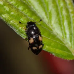 Four-spotted Sap Beetle thumbnail 4