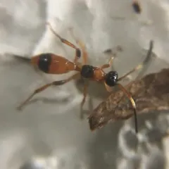 Aptesis nigrocincta thumbnail 1