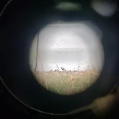Black-bellied Plover thumbnail 4