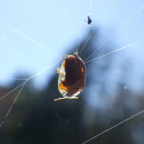 Small Orange Tortoise Beetle