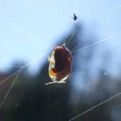 Small Orange Tortoise Beetle thumbnail 1