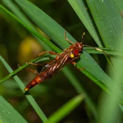 Ectopimorpha wilsoni thumbnail 2
