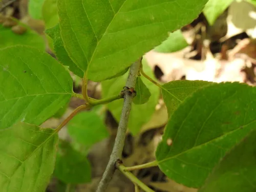 Black-banded Crab Spider