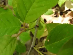 Black-banded Crab Spider thumbnail 1