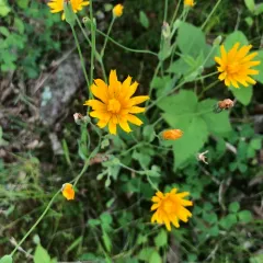 Two-flower Dwarf-dandelion thumbnail 2
