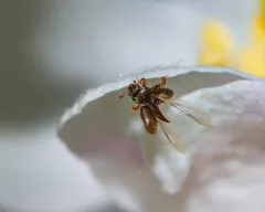 Black Sap Beetle thumbnail 2