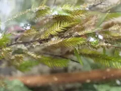 New Mexican fontinalis moss thumbnail 2