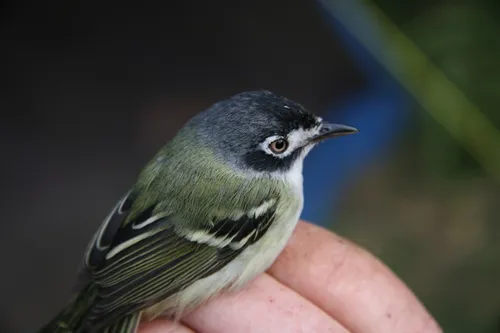 Black-capped Vireo