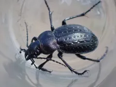 Calosoma cancellatum thumbnail 2