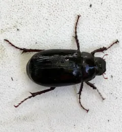 Diplotaxis brevicollis thumbnail 2