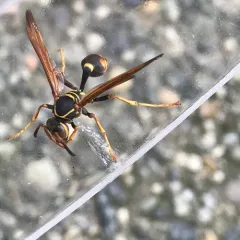 Western Paper Wasp thumbnail 4