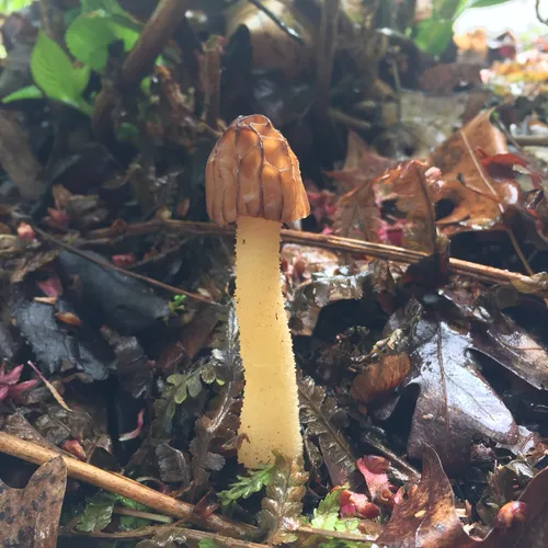 Half-free Morel