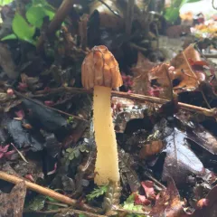 Half-free Morel thumbnail 1