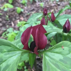 prairie trillium thumbnail 3
