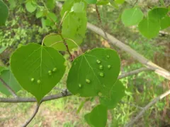 Poplar gall mite thumbnail 4