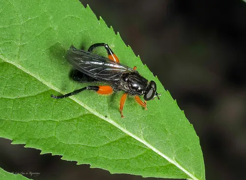 Black-hipped Leafwalker