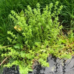 corn speedwell thumbnail 3