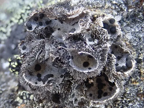 Blushing Rock Tripe