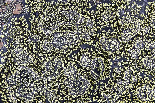 Rhizocarpon eupetraeoides