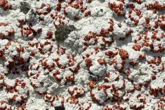 Lapland Bloodspot Lichen thumbnail 4
