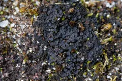 Pincushion Tarpaper Lichen thumbnail 2