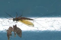 Leptophlebia pacifica thumbnail 3