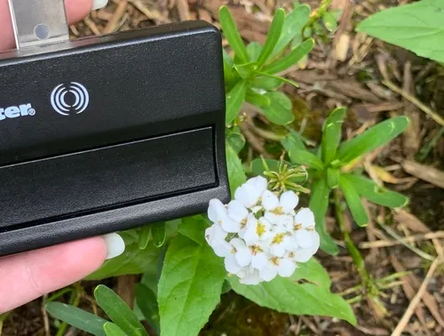 Perennial Candytuft