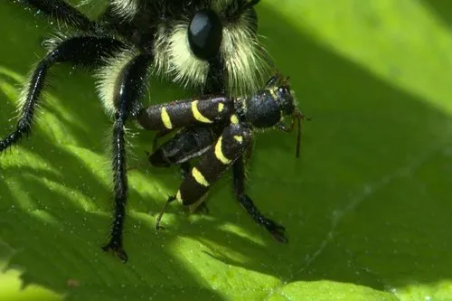 Clytus pacificus