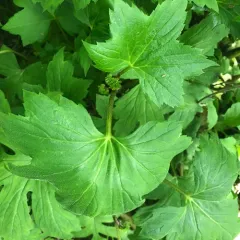 Broad-leaf Waterleaf thumbnail 2
