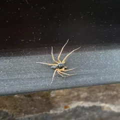 Eurasian Running Crab Spider thumbnail 2