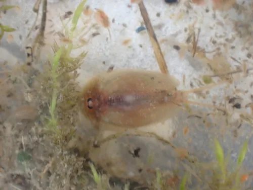 Coues Tadpole Shrimp