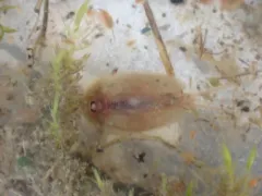 Coues Tadpole Shrimp thumbnail 1