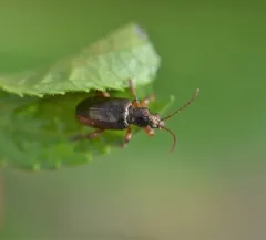Red Aquatic Leaf Beetle thumbnail 3