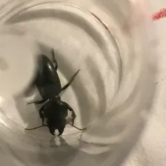 Big-headed Ground Beetle thumbnail 2