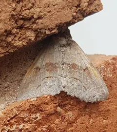 Gray Spring Zale Moth thumbnail 2