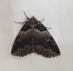 Intent Zale Moth thumbnail 3