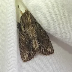 Confused Woodgrain Moth thumbnail 1