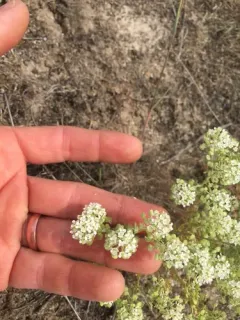 Slickspot peppergrass thumbnail 2