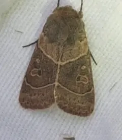 Sheathed Quaker thumbnail 1