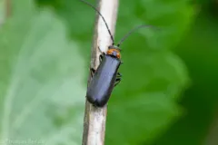 Silis lutea thumbnail 3