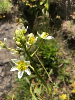 Fremont's Death Camas thumbnail 2