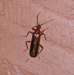 Dendroides ephemeroides thumbnail 1