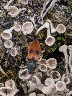 Anostirus bipunctatus thumbnail 4