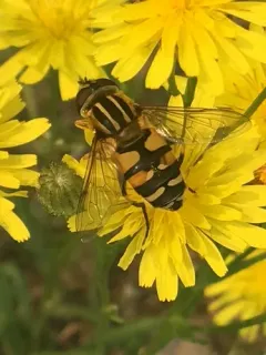 Northwestern Marsh Fly thumbnail 2