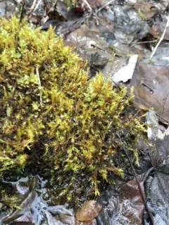 Fertile Feather-moss thumbnail 2
