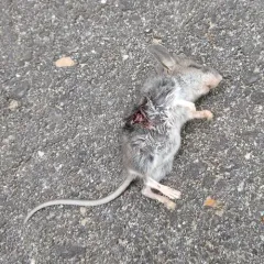 Eastern Deermouse thumbnail 4