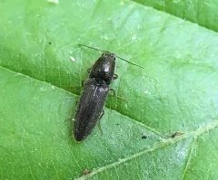 Oak Click Beetle thumbnail 1